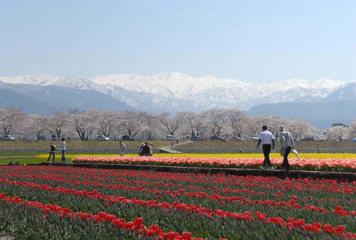 白馬連峰とチューリップ・菜の花