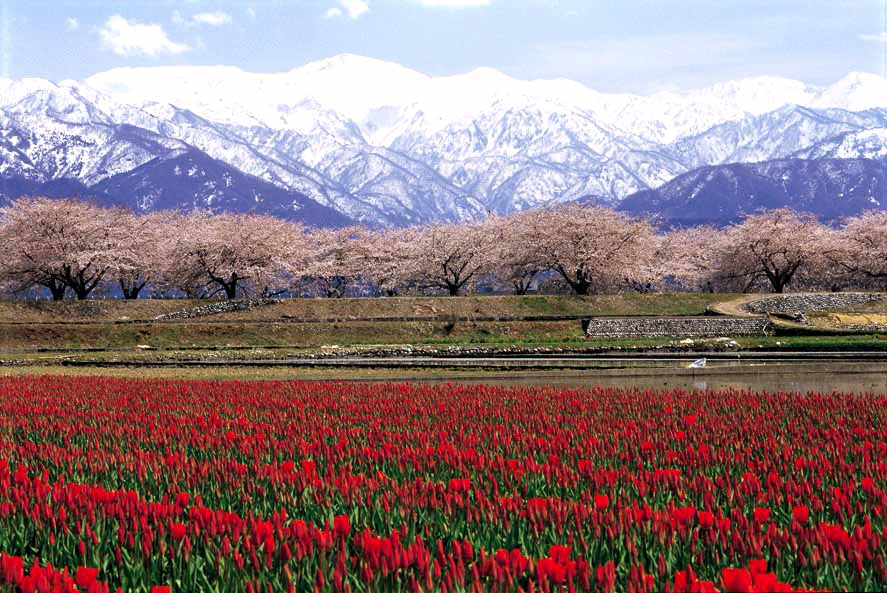 Toyama Cherry blossoms Tulip