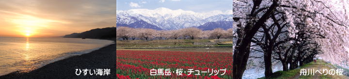 Toyama Cherry blossoms Tulips canola flowers(1020px×200px)