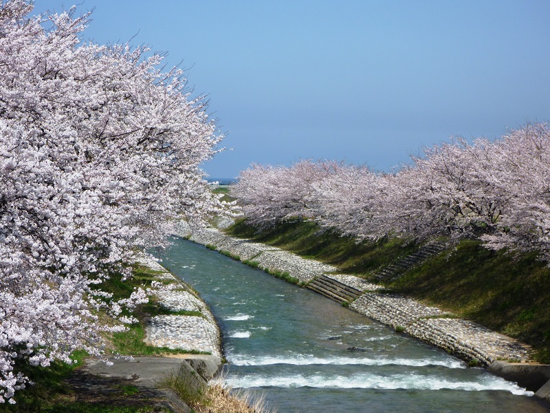 舟川・桜並木