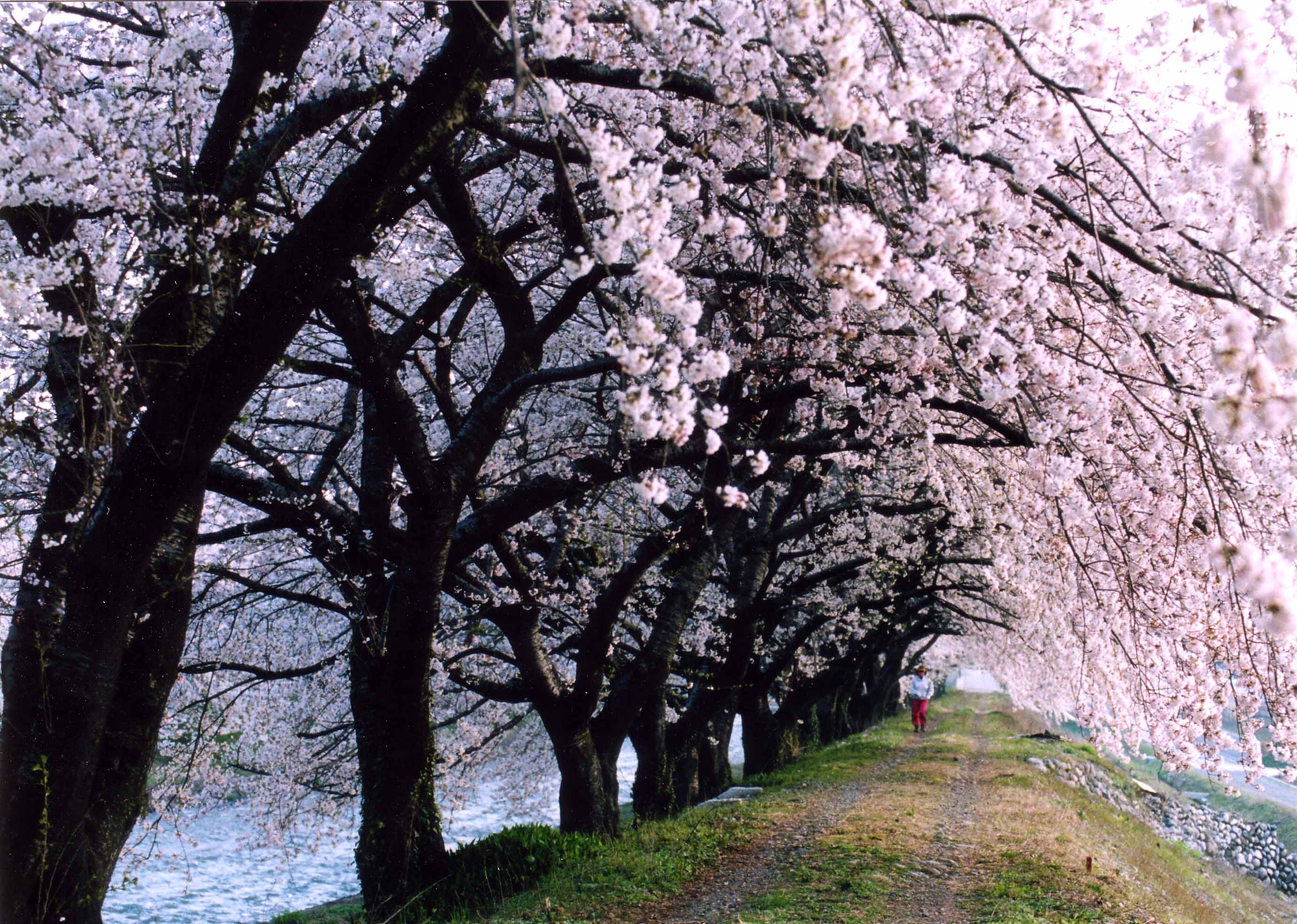 舟川・桜並木・桜のトンネル・通り抜け