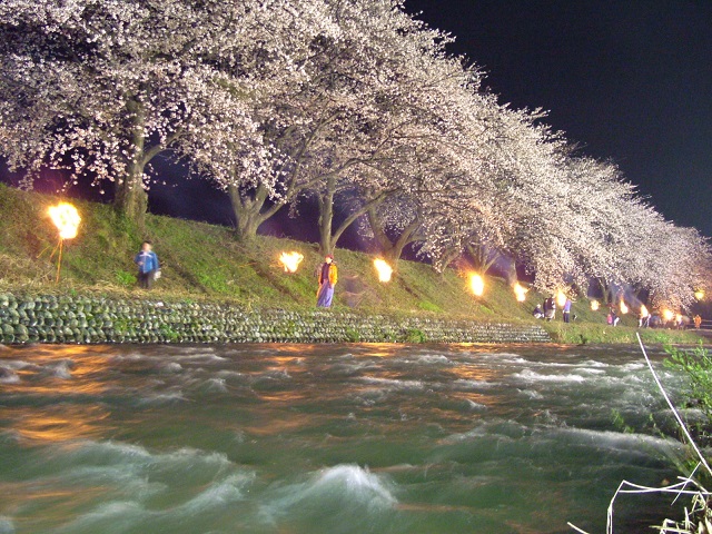 舟川・桜並木・かがり火