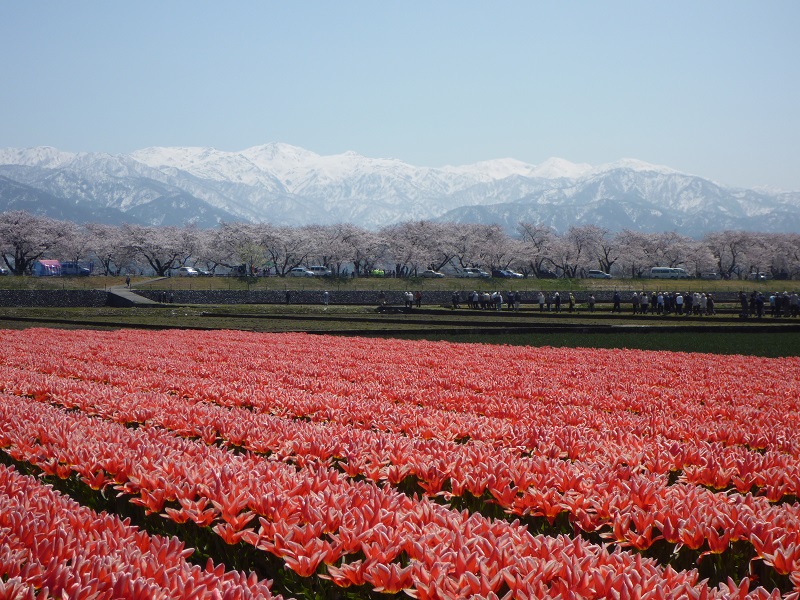Toyama Cherry blossoms White Mountains Hakuba